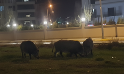 Domuzlar Giderek Şehir Merkezine Daha Çok Yaklaşıyor