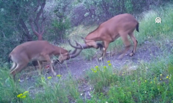 Kargı Yaylalarında Nefes Kesen Kavga!