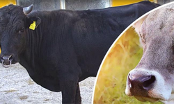 Islah Projelerine Verilen 2,7 Milyarlık Destekle Anadolu Irkları Arttı