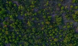 Ormanlarımızı Artırmada Avrupa Birincisi Olduk