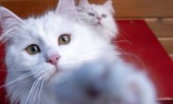 Kediler Erkeklere Daha Çok Miyavlıyor