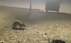 Aç Kalan Tilkiyi Elleriyle Beslediler