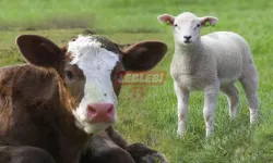 Hayvancılık Destekleme İcmalleri Askıya Çıktı