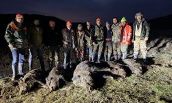 Artan Yaban Domuzu Sayısı, Avcıları Harekete Geçirdi