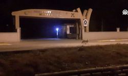 Aç Tilki Kent Merkezine İndi!