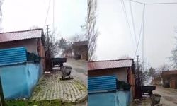 Kopan Elektrik Teline Müdahale İçin Ne Bekleniyor?