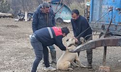 Sokaktaki Kedi ve Köpekler de Çipleniyor