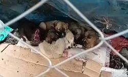 Ölüme Terk Edilen Yaralı 5 Yavru Köpek İçin Yardım Çağrısı Yapıldı