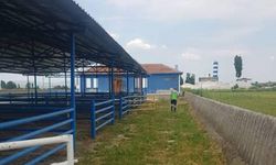 Hayvan Pazarı Cumartesi günü Açılıyor