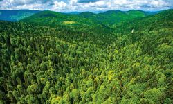 Yeşil Vatan İçin Seferberlik İlan Edildi! 118 Milyon Fidan Üretilecek