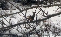 Çorum'da Ormanlık Alanda Yiyecek Arayan Karacalar Görüntülendi