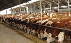 Çorum’da Besilik Erkek Sığır Desteği Başvuruları Devam Ediyor