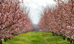 Çiftçilere Müjde! Zirai Don Riskine Karşı O Ürünlerde Artık Desteklenecek