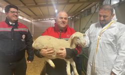 Taş Ve Uzman Heyetten TKDK Destekli Koyun İşletmesine İnceleme