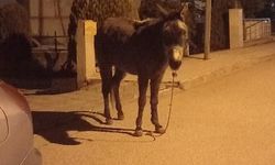 Başıboş Eşek Gece Mahalleyi Birbirine Kattı