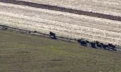 Mahsulleri Domuzlar Tarafından Zarar Gören Çiftçiler Yardım Bekliyor