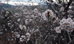 Yalancı Bahara Aldanan Badem Ağacı Çiçek Açtı