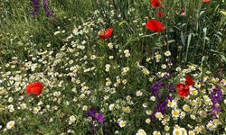 Sırayla Havaya, Suya, Toprağa Düşecek Cemrelerin Tarihi Belli Oldu