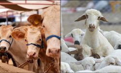 Şap Hastalığına Rağmen Hayvan Sayısında Önemli Gelişme!