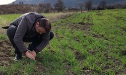 Tarım Personeli Ekili Arazide Ürün Durumunu Gözlemledi