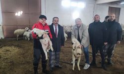 Çorum’da Bulunan Damızlık Koç-Teke İstasyonuna Tam Not