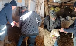 Küçükbaş Hayvanlarda Küpeleme Çalışmaları Sürüyor
