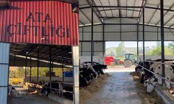 Bu Çiftlik Hastalıktan Ari İşletme Unvanı Aldı