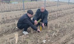 Verilen Emekle Yüzler Gülüyor! Kuşkonmaz Hasadı Başladı