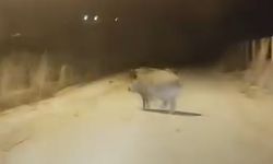 Yaban Domuzları Vatandaşa Saldırmaya Başladı! Önlem Şart