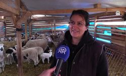 Doğum Günü Hediyesi 6 Koyunla İşe Başlayan Kadın Girişimci Sürüsünü Büyüttü