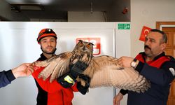 Elektrik Akımına Kapılan Puhu Tedaviye Alındı