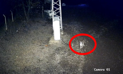 Çorum'da Avrasya Vaşağı Güvenlik Kamerasıyla Görüntülendi
