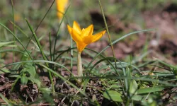 Çiğdem Çiçekleri Neşe ve Umut Verdi