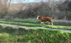 Drone Destekli Arama Sonuç Verdi: Kayıp Buzağı Bulundu