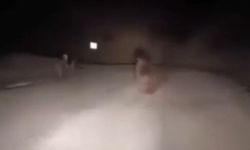 Yolda Giderken Ayı İle Karşılaştı