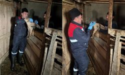 Küçükbaş Hayvanlar Kayıt Altına Alınarak Aşılanıyor