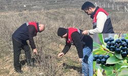 Alternatif Tarım Ürünü Aronya Çiftçilerin Yüzünü Güldürecek