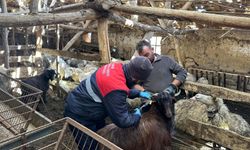 Bulaşıcı Hastalık Riskine Karşı Küçükbaş Hayvanlar Aşılanıyor