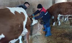 Hastalıkların Yayılmasını Önlemek İçin Aşı Ve Küpeleme Çalışmaları Sürüyor