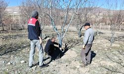 Badem Ağaçlarında Tespit Edilen Hastalık Diğer Ağaçlara Sıçrayacak Mı?