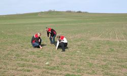 Hububat Üretiminde Verim Ve Kaliteyi Artırmak İçin Ekipler Sahada