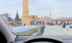 Otomobilin Davetsiz Misafiri Gülümsetti