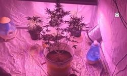 Zehir Tacirleri Sınır Tanımıyor! Üretim İçin Sera Kurdukları Yer Şok Etti