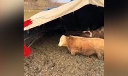 Hayvanları Dışkı İçinde Bırakan İşletmeye Bakanlıktan Yaptırım