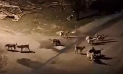 Sürü Halindeki Sokak Hayvanları Nedeniyle Mahallenin Huzuru Kalmadı