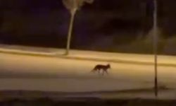 Aç Kalan Tilkiler Şehre İndi!