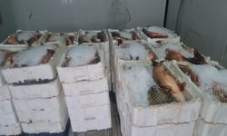 Su Ürünleri Av Yasağı Başladı! Stoklanan Balıklar Denetlendi