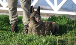 Zincirsiz Köpek Sahibine Rekor Ceza!