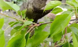 Zirai Don Çorum'u Vurmuştu, Meclis Raporu Tamamladı