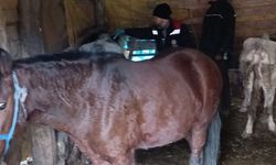 Alaca’da Hayvancılığa Destek Faaliyetleri Sürüyor